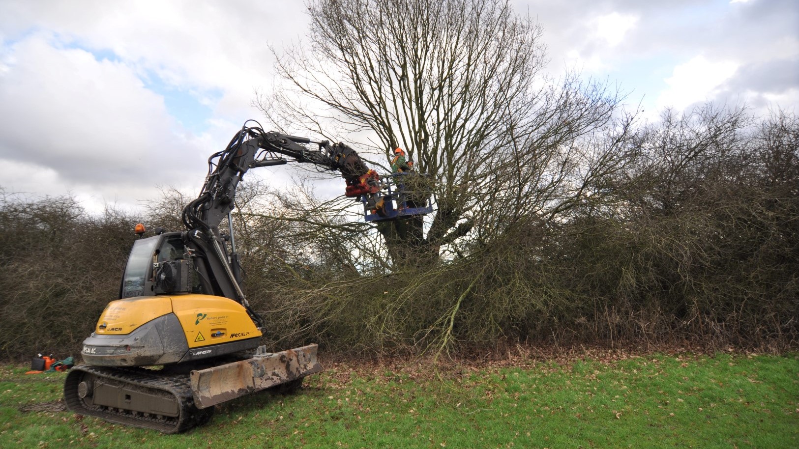 Tree coppicing in the field